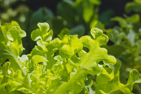 green oak leaf  on  vegetables salad  food backgroundの写真素材