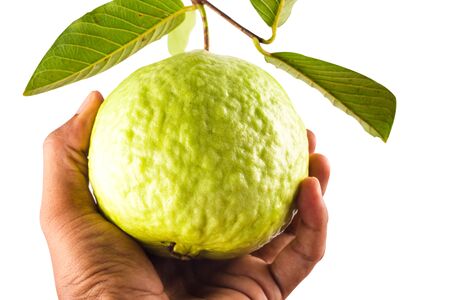 guava in hand on white background fruit agriculture food isolatedの写真素材