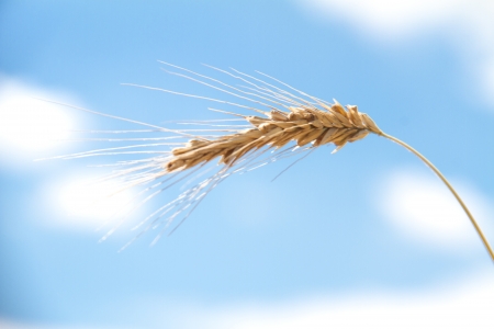 Field of crops on blue skyの写真素材