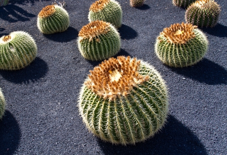 Jardin de Cactus at Lanzarote islandの写真素材