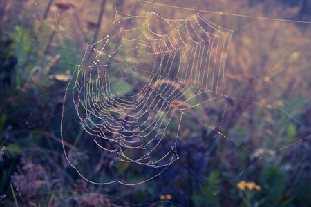 Spiderweb cobweb at sunrise