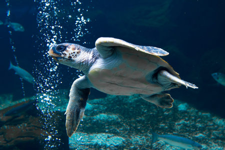 Turtle swimming underwater with air bublesの写真素材