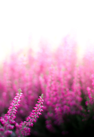 Heather fall flower in the gardenの写真素材