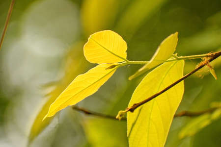 green leafs close upの写真素材