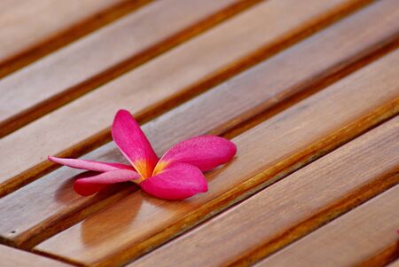 Orchid on the tableの写真素材