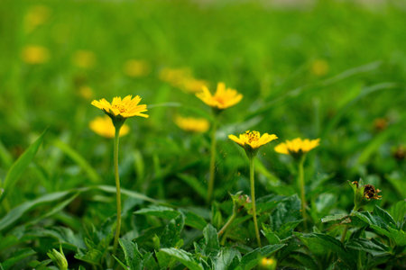 Climbing wedelia, Creeping daisy, Singapore daisy Yellow flowers