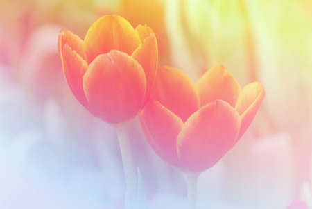 Flowers Background Bright Field Effect, Vintage Style Photoの写真素材