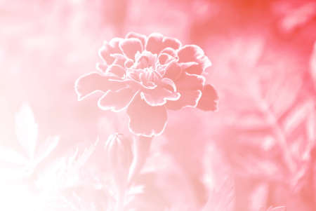 Flowers Background Bright Field Effect, Vintage Style Photoの写真素材