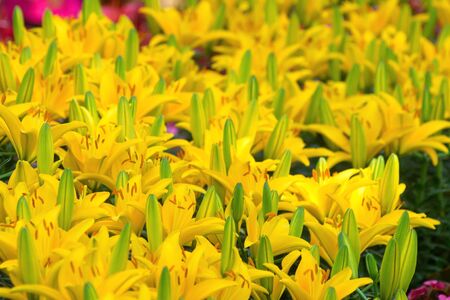 Beautiful yellow lily flower in green garden. group of lily flower.の写真素材