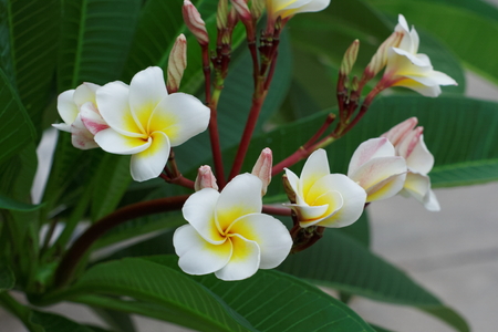 white Plumeria or Frangipani flowers. blossom of tropical treeの写真素材