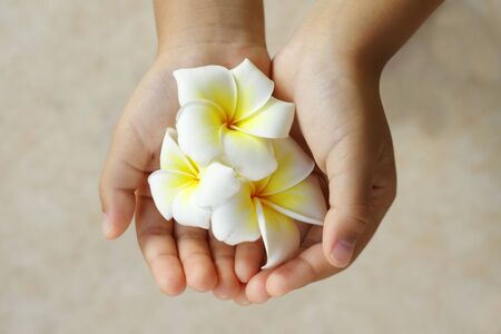 White Plumeria or Frangipani flowers. Blooming flowers in children's hand.の写真素材