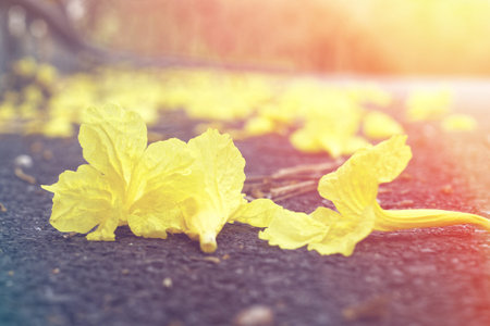 Yellow Tabebuia Chrysantha Flower on the ground with fill morning light effect