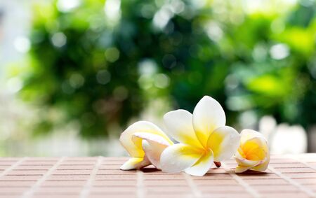 Blooming white Plumeria or Frangipani flowers on the brick floor in blurred green bokeh backgroundの写真素材