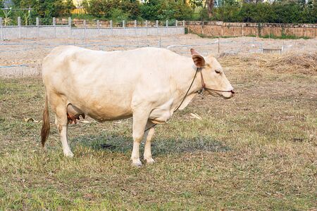 Asian brown cow standing on the farm at countryside in summer of Thailandの写真素材