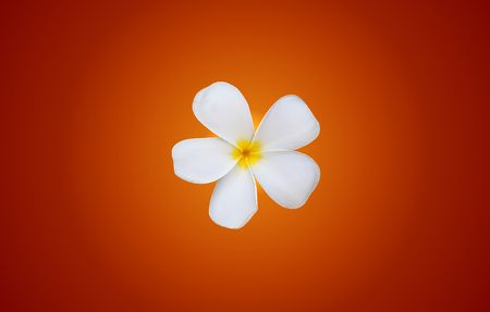 white Plumeria or Frangipani flowers on orange gradient color backgrounの写真素材
