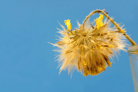 Dry Yellow Fleabane flower and seeds on blue sky backgroundの写真素材