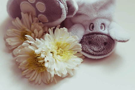 greeting card, white socks for baby with a cow face, shoes for a newborn with delicate flowers, light backgroundの写真素材
