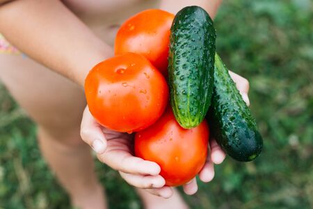 fresh cucumbers and tomatoes are held in the hands of a man. close up.の写真素材