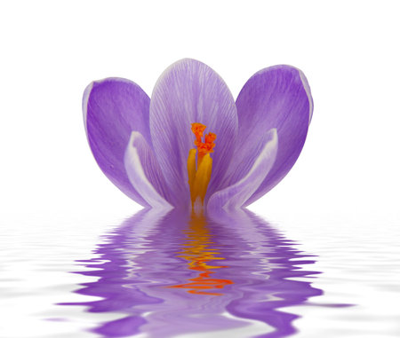 Beautiful flower in the waterの写真素材