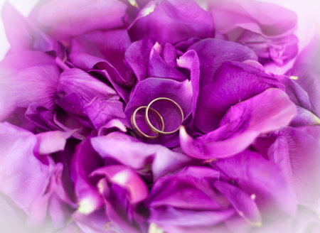 Gold rings in rose petalsの写真素材
