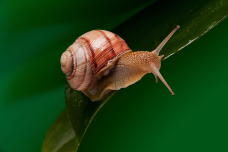 Snail sitting on the big green leaf