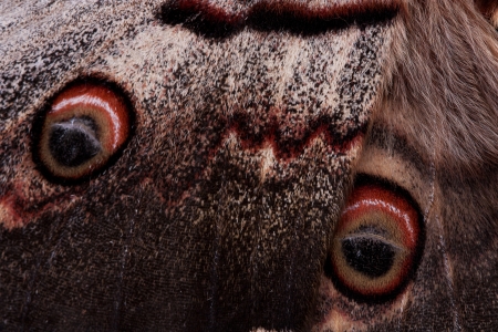 wing of a butterfly close-upの写真素材