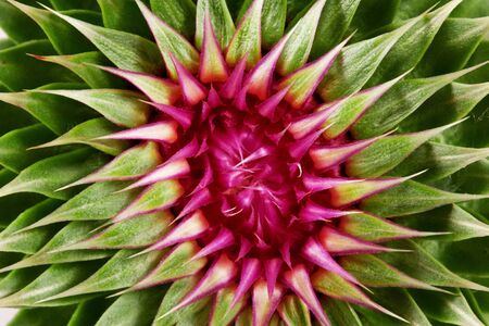 Flower close-upの写真素材