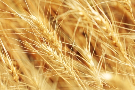 wheat fieldの写真素材