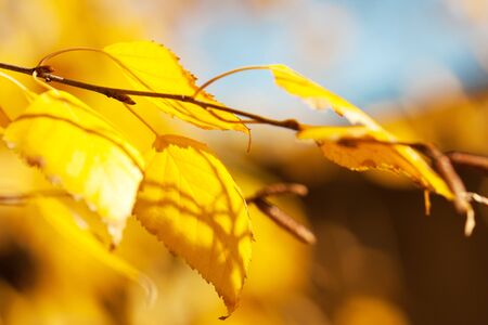 autumn leaves background in a sunny dayの写真素材