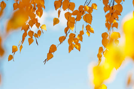 autumn leaves background in a sunny dayの写真素材