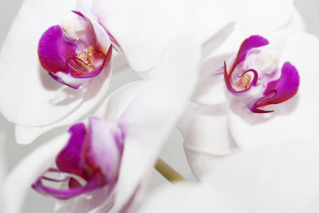 Orchid close-upの写真素材