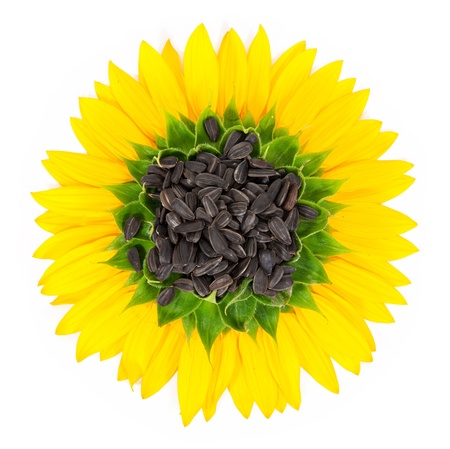 Sunflower isolated on a white backgroundの写真素材