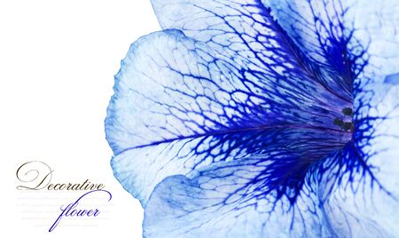 Beautiful flower close-upの写真素材