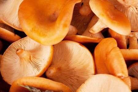 mushroom isolated on white backgroundの写真素材