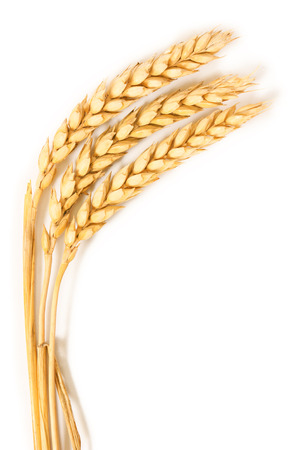 Spikelets of wheat  isolated on white backgroundの写真素材