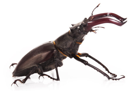 Stag beetle closeup