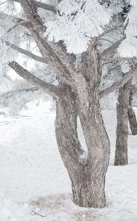 winter background