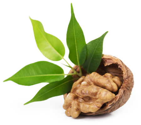 Walnut closeup isolated on white backgroundの写真素材