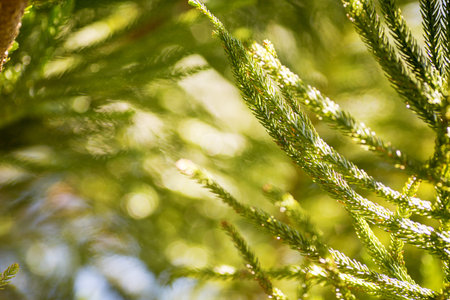 Araucaria Heterophylla closeup