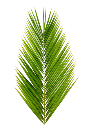 Palm leafの写真素材