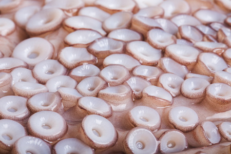 Tentacles of octopus close-upの写真素材