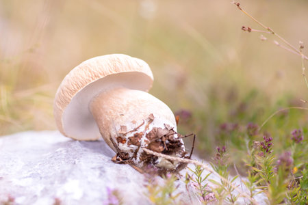 Boletus edulis in the forest. Close up.