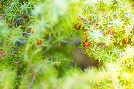 Close up details of evergreen juniper tree with blurred backgroundの写真素材