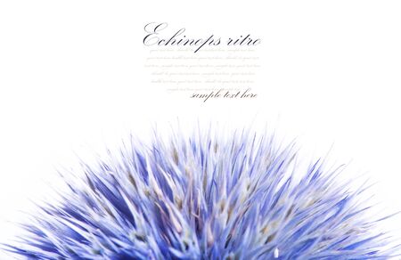 Echinops ritro isolated on white background.の写真素材
