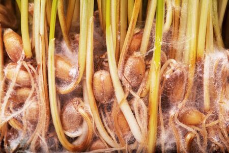 Sprouted wheat closeupの写真素材