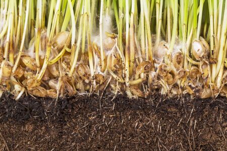 Sprouted wheat, root and ground closeupの写真素材