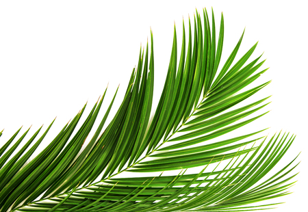Palm leaf for your design. Isolated on white backgroundの写真素材