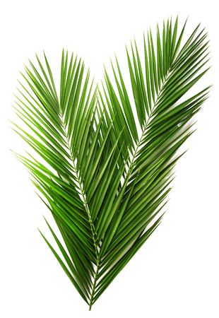 Palm leaf for your design. Isolated on white backgroundの写真素材