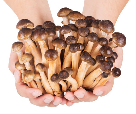 Mushrooms in the hands close up. honey agarics. isolated on white backgroundの写真素材