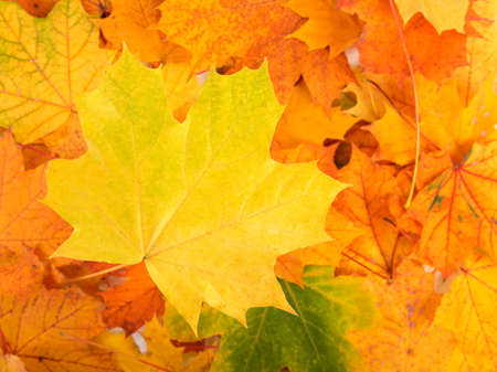 Autumn background with colorful leaves. Red, orange and green autumn leaves.の写真素材